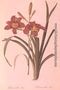 Hemerocallis fulva lily, from Les Liliacees, 1808-16 Reproduction