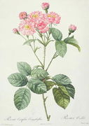 Rosa Centifolia Caryophyllea, engraved by Charlin, published by Remond Reproduction