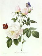 Rosa Bengale the Hymenes Reproduction