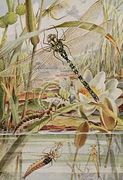 Dragonfly and Mayfly illustration from Stories of Insect Life Reproduction