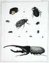 Various beetles Reproduction