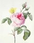 Pink rose with buds and a brimstone butterfly Reproduction