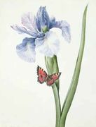 Blue Iris with Butterfly Spuria Reproduction