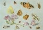 Butterflies moths and other insects with a sprig of periwinkle Reproduction