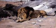 Lion Reclining in a Rocky Landscape Reproduction