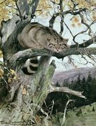 Wildcat in a Tree Reproduction