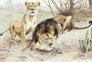 Lion Reproduction