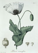 Papaver Somniferum from Phytographie Medicale Reproduction