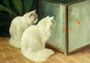 White Cats Watching Goldfish Reproduction