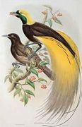 Bird of Paradise Greater Paradisaea Apoda Reproduction