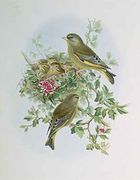 Greenfinch Reproduction