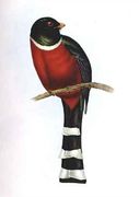 Trogon Mexicanus Reproduction