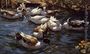 Ducks in the Reeds under the Boughs Reproduction