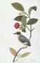 Garcinia celebica, Mangies ootan, Bourong Mentooah Plandoka, from 'Drawings of Birds from Malacca', c.1805-18 Reproduction