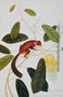 Squirrel on a wildgrape tree, Toopay Krawa, Booah angoor Ootan, from 'Drawings of Animals, Insects and Reptiles from Malacca', c.1805-18 Reproduction