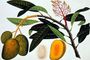 Buihang Mangifera, from 'Drawings of Plants from Malacca', c.1805-18 Reproduction