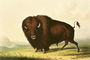 A Bison, c.1832 Reproduction