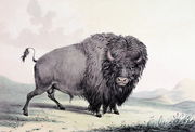 A Buffalo bull grazing Reproduction