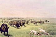 Hunting Buffalo Camouflaged with Wolf Skins, c.1832 Reproduction