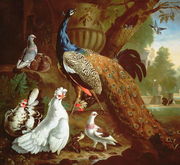 A Peacock in a Classical Landscape, 1719 Reproduction