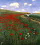 The Poppy Field Reproduction