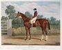 'Elis', the Winner of the Great St. Leger Stakes at Doncaster, 1836 Reproduction