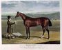 'Mameluke', the Winner of the Derby Stakes at Epsom, 1827 Reproduction