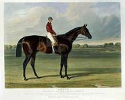 'Amato', the Winner of the Derby Stakes at Epsom, 1838 Reproduction