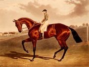 'Bay Middleton' winner of the Derby in 1836 Reproduction