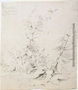 Study of Weeds, Kirkstall, 1803 Reproduction