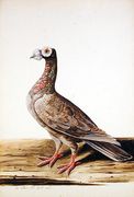 A Woodgrouse, Hen, 1741 Reproduction