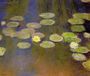 Water-Lilies II Reproduction