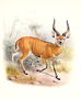 The Broad Horned Antelope, from The Book of Antelopes Reproduction