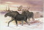 Elk, Family Cervidae (deer), 14th October 1850 Reproduction