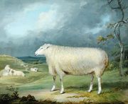 A Border Leicester Ewe Reproduction