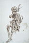 A Human Skeleton Reproduction