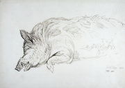 A Wild Boar, Asleep or Dead, 1814 Reproduction