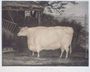 A Prize Ox, engraved by John Thompson, Smeaton, Yorks, 1831 Reproduction