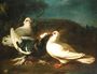 Doves, 1724 Reproduction