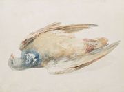 Pigeon, from The Farnley Book of Birds, c.1816 Reproduction