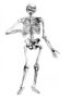 Human Skeleton Reproduction