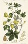 Hop Vine, from The Young Landsman, published Vienna, 1845 Reproduction