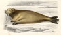 The Walrus, engraved by Paquien Reproduction