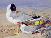 Black headed gulls Reproduction