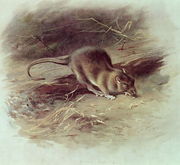 Brown Rat Rattus norvegicus 1918 Reproduction