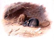 Mus alexandrinus and Mus rattus Alexandrine Rat and Black Rat plate 29 of British Mammals, 1919, pub. 1921 Reproduction