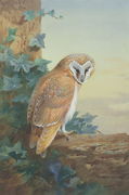 Barn Owl, 1916 Reproduction