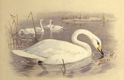 Swans on Water Reproduction