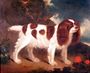 King Charles Spaniel Reproduction