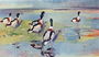 Shelducks on the Flats, illustration from Wildfowl and Waders Reproduction